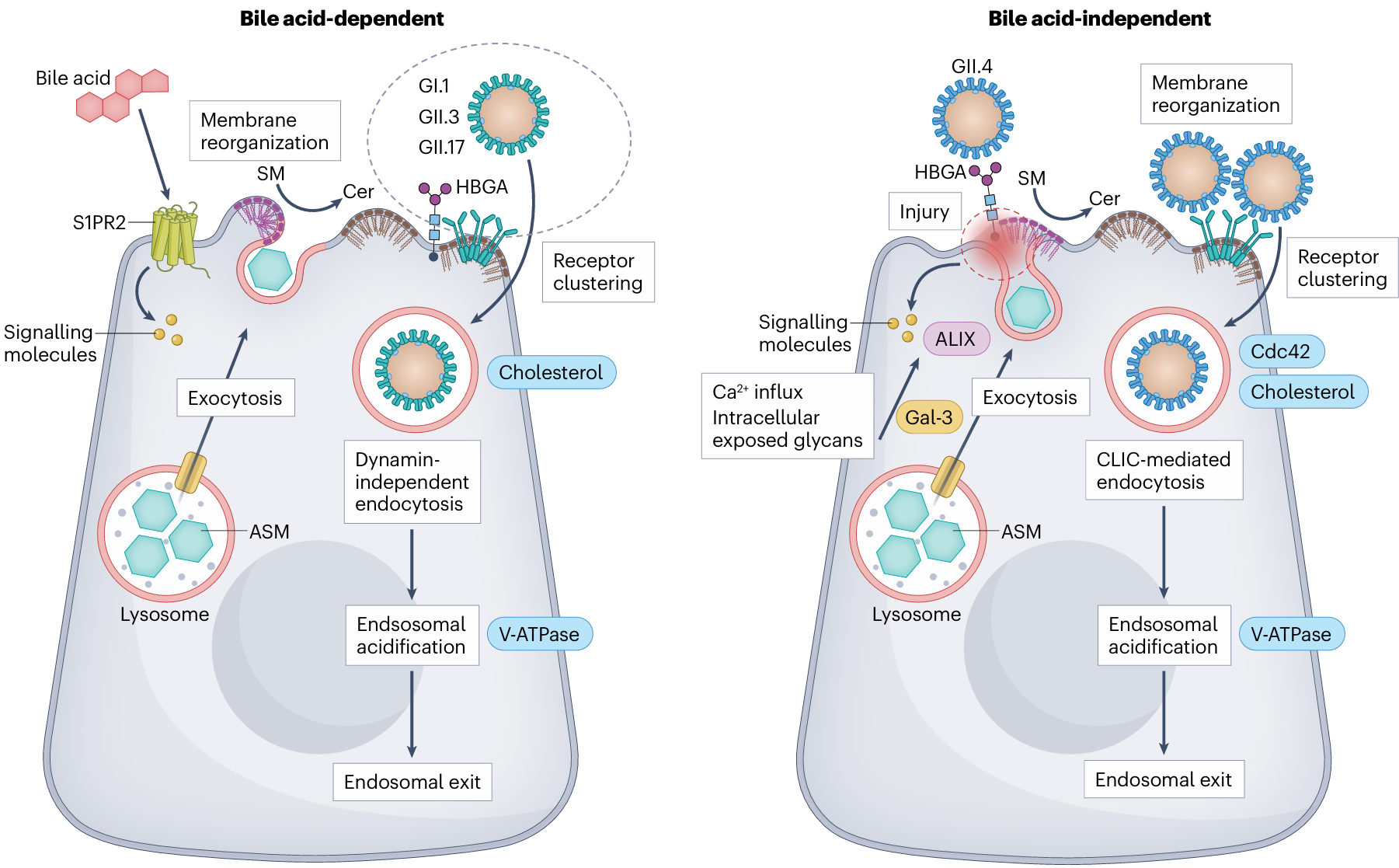 how_bile_help_virus_1