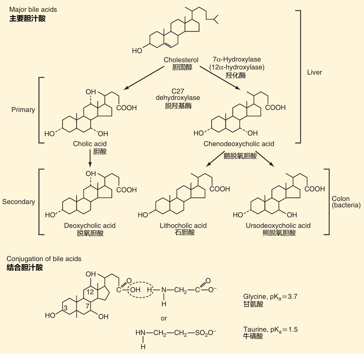 composition_of_bile_17