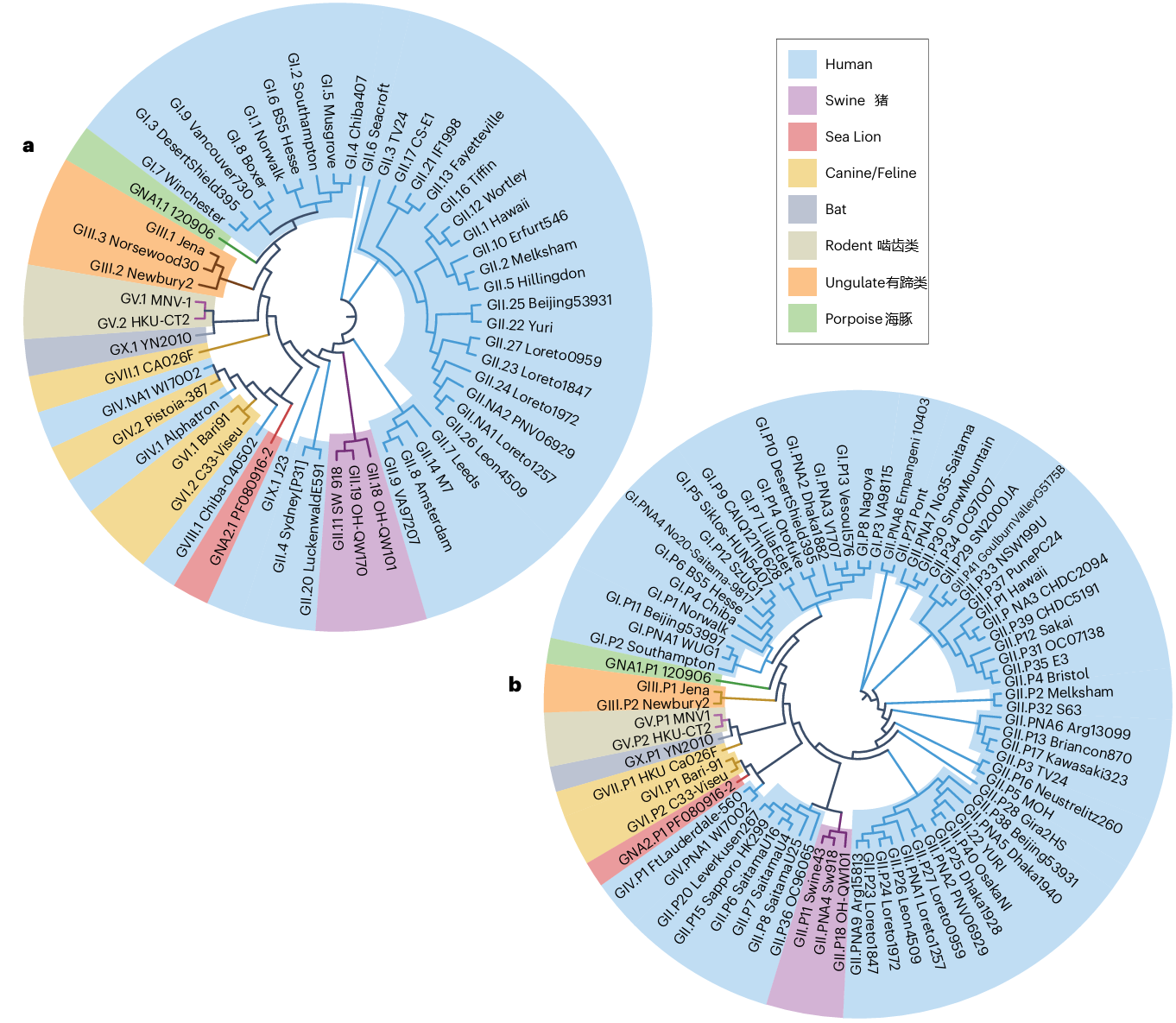 vp1_&_rdrp_amino_sequence_tree_1