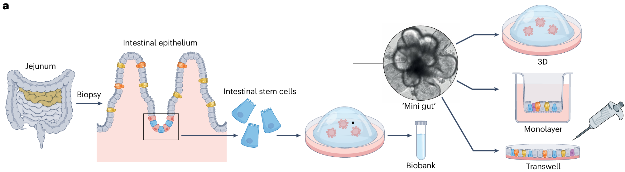 norovirus_cultured_by_HIE_1