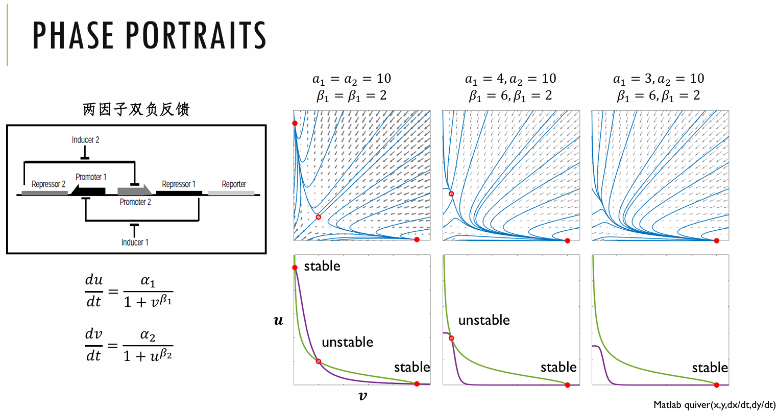 bilingual_simulation