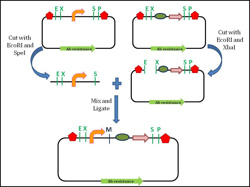 standard_assembly_10